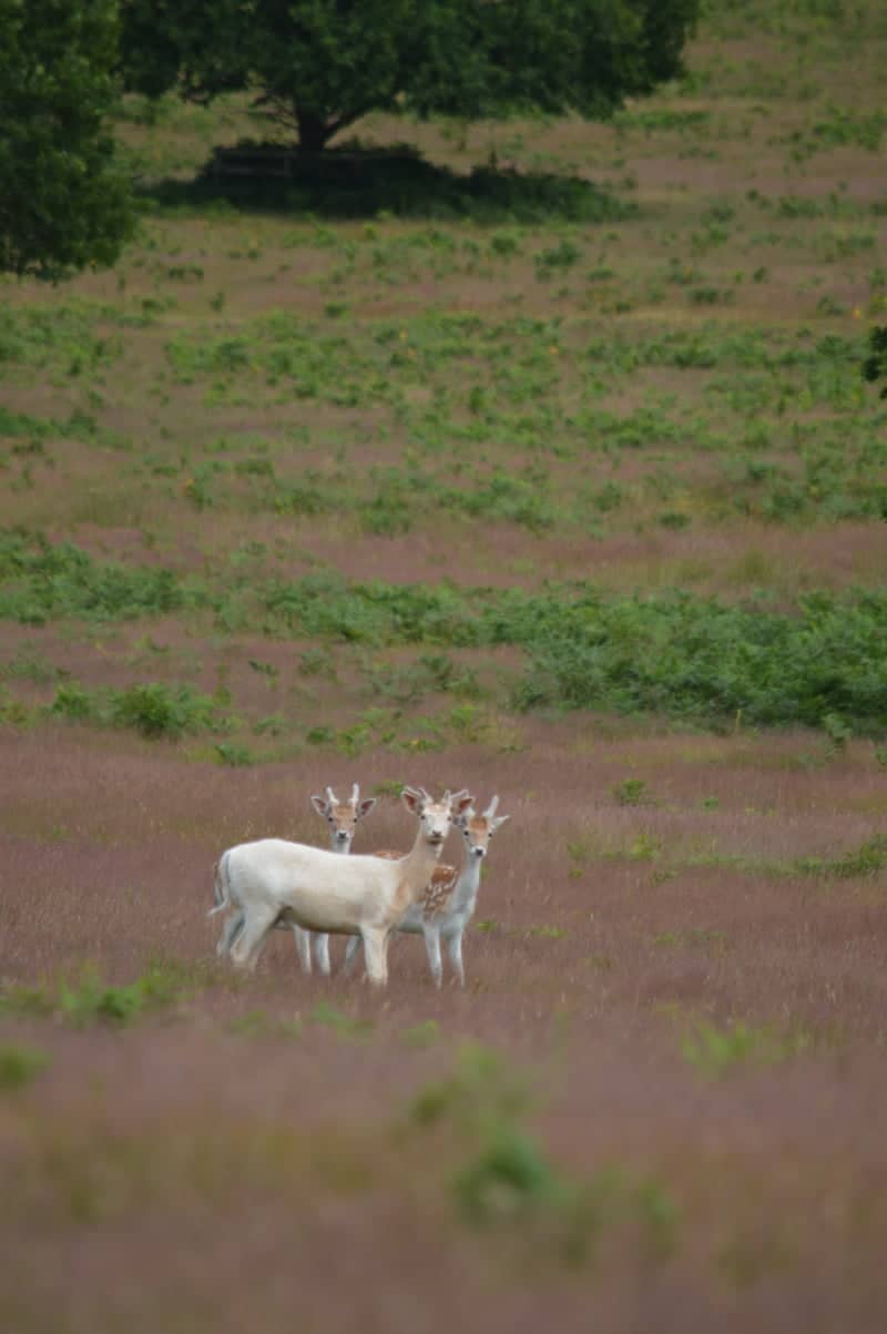 Kingswood Nature Meadows - Image 1