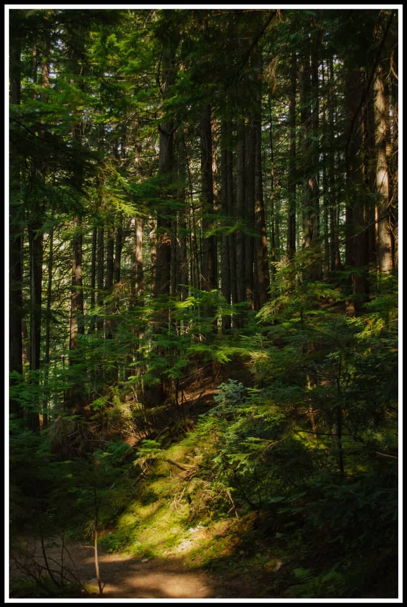 Nakusp Hot Springs Forest Trails - Image 1