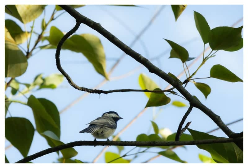 Salmon Arm Foreshore Nature Trails - Image 1