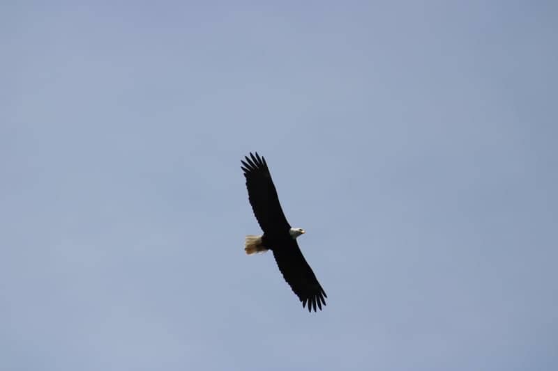 American Lake Wildlife Spot - Image 1