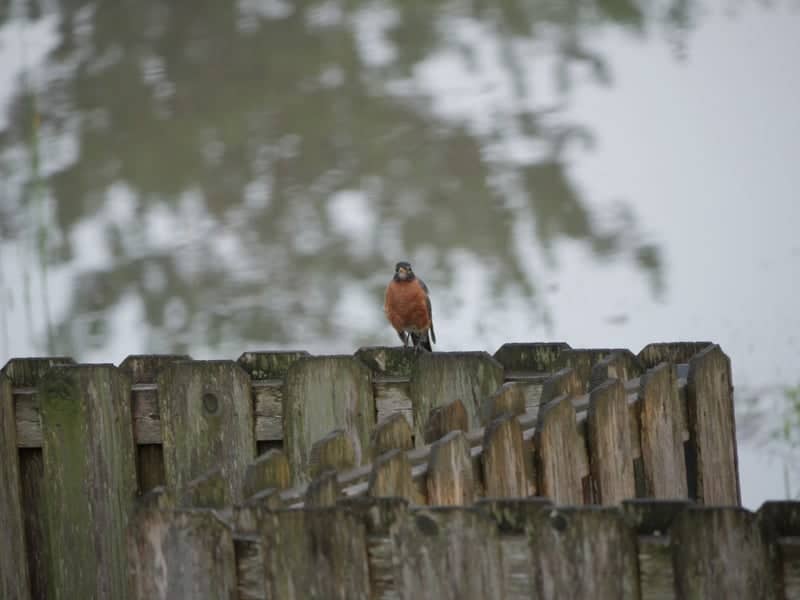 Salt Creek Greenway Birding - Image 1