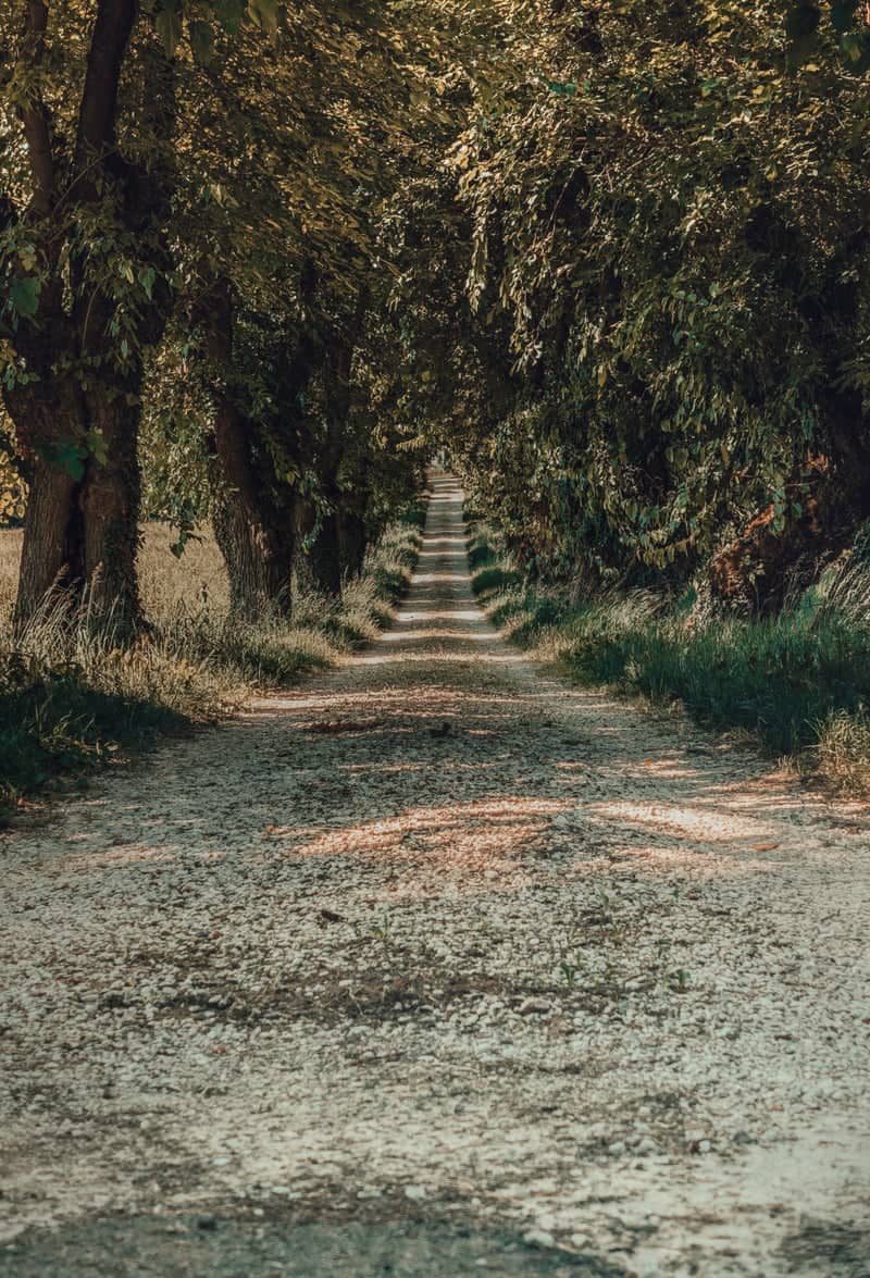 Trissino Tree-Lined Path - Image 1