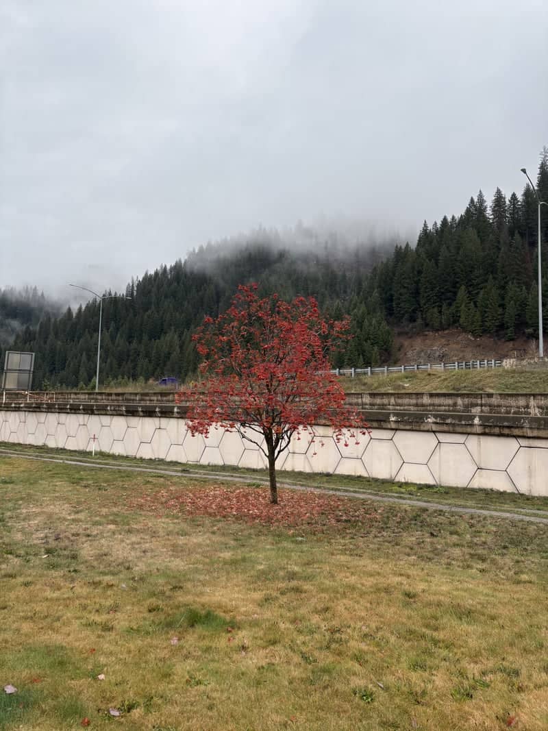 Lone Red Tree at Wallace Viaduct - Image 1