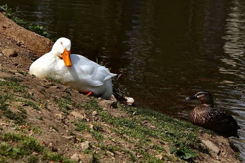 Friendship Park Pond - Image 1