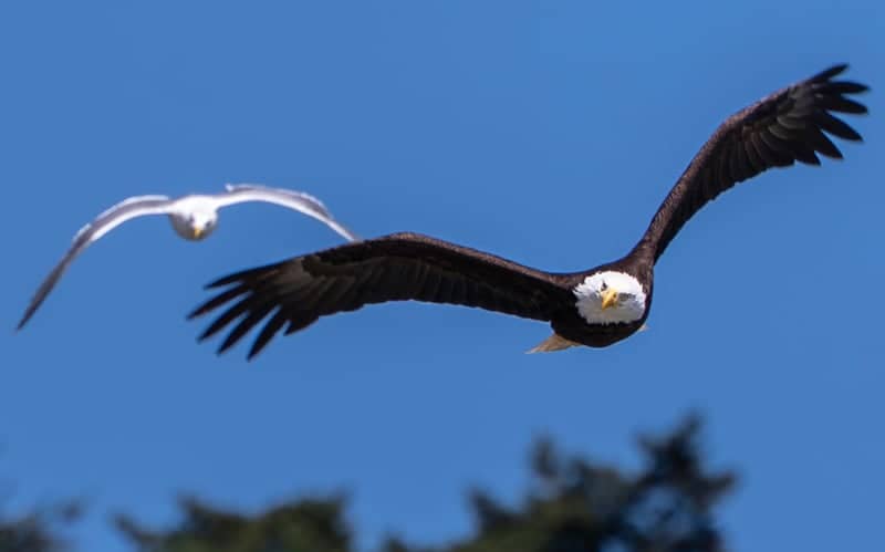Orcas Island Coastline - Image 1