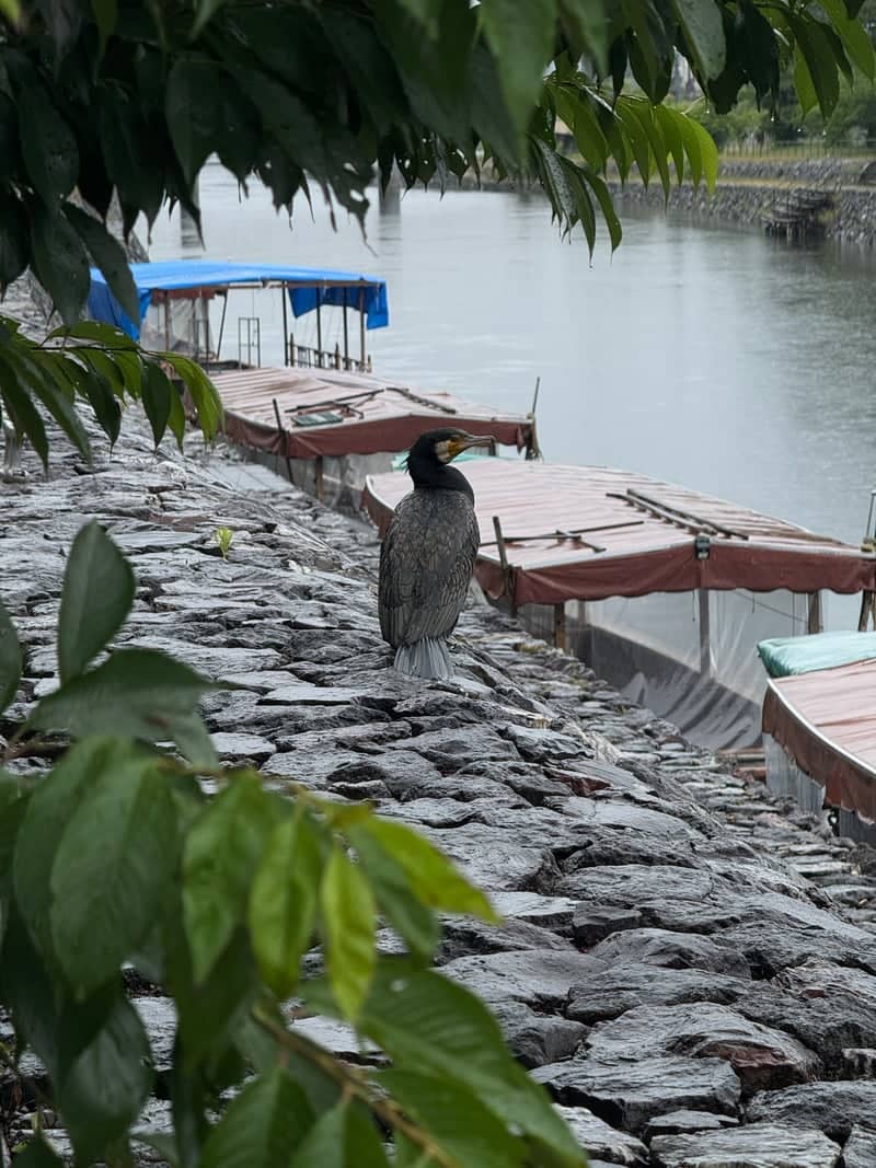 Uji River Embankment - Image 1