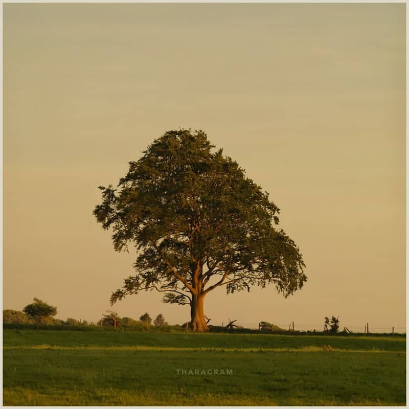 Lone Tree in Northumberland Field - Image 1