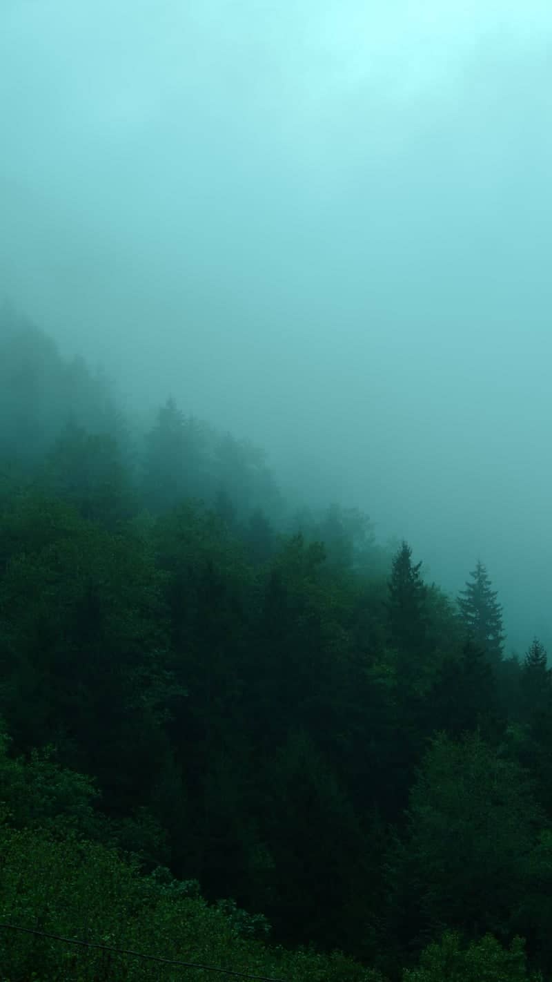 Koldere Misty Forest - Image 1