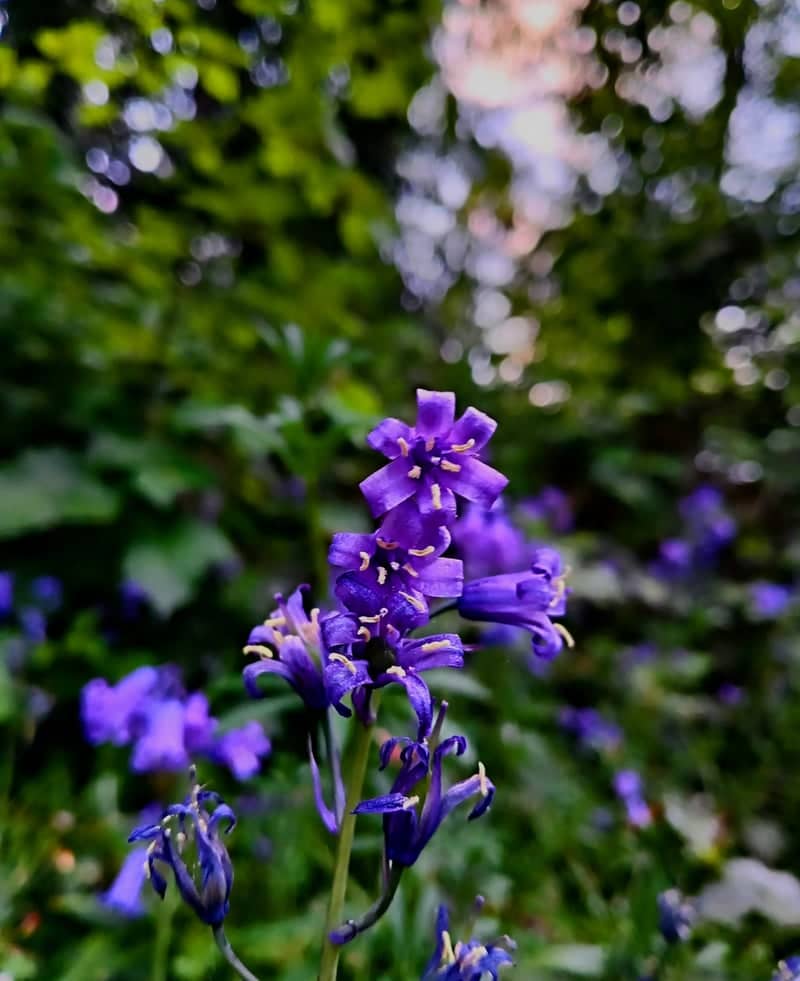 Shibdon Dene Woodland - Image 1