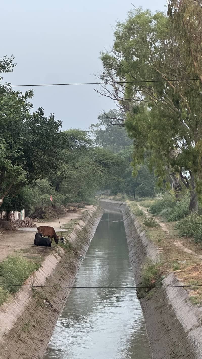 Bathinda Irrigation Canal - Image 1