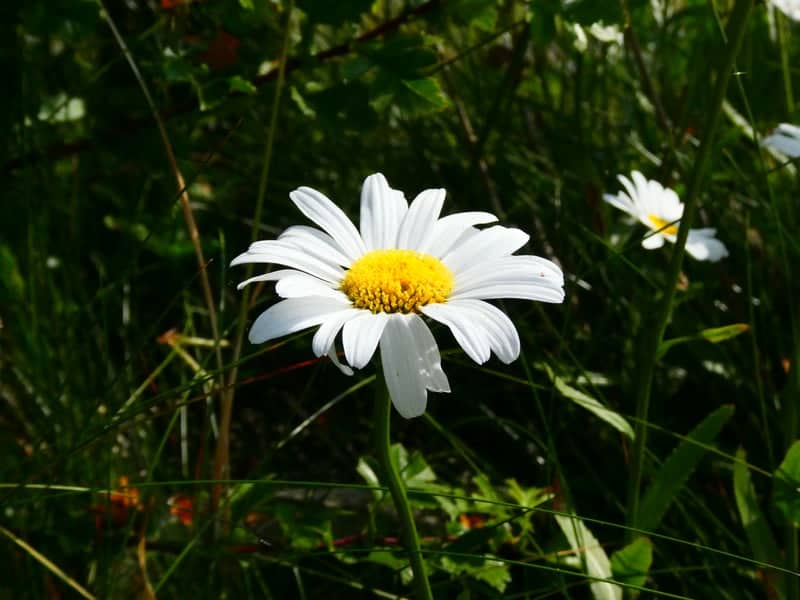 Millisle Coastal Garden - Image 1