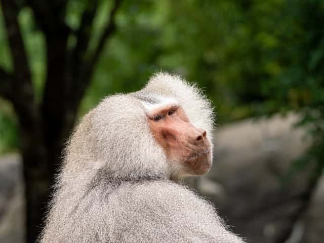 North Carolina Zoo