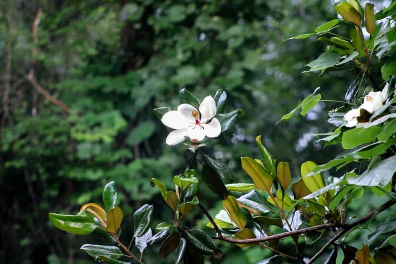 Southern Magnolia Bloom - Image 1