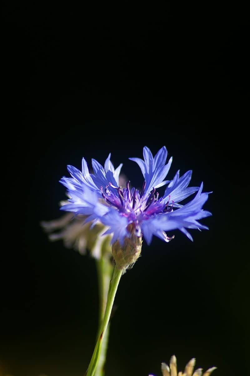Slindon Estate Wildflower Fields - Image 1