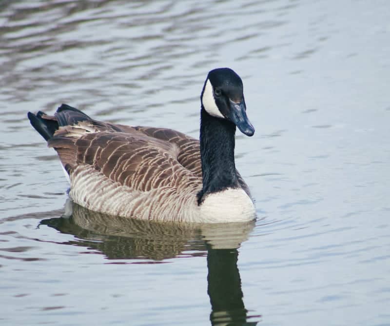 Riverview Park - Image 1