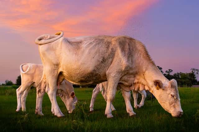 Spring Texas Cattle Pasture
