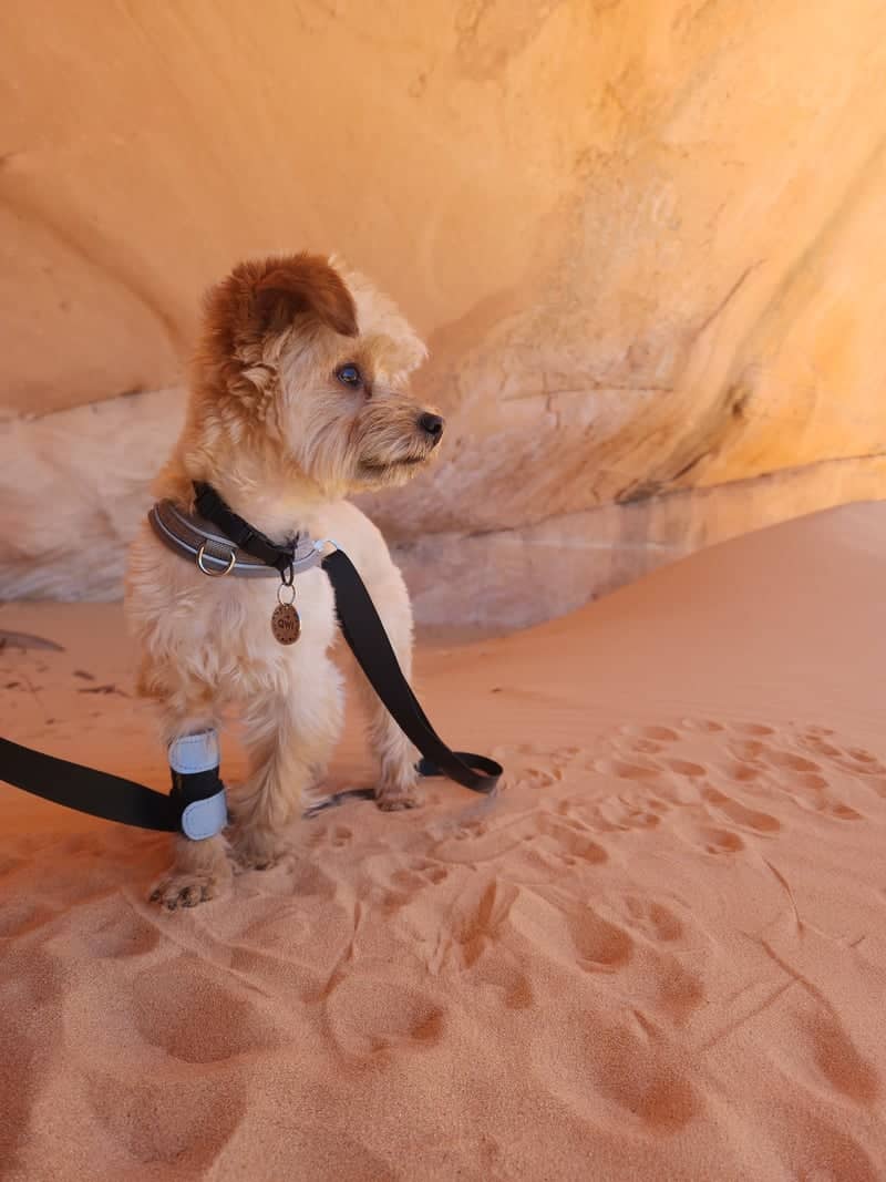 Secret Canyon Sandstone Alcove - Image 1