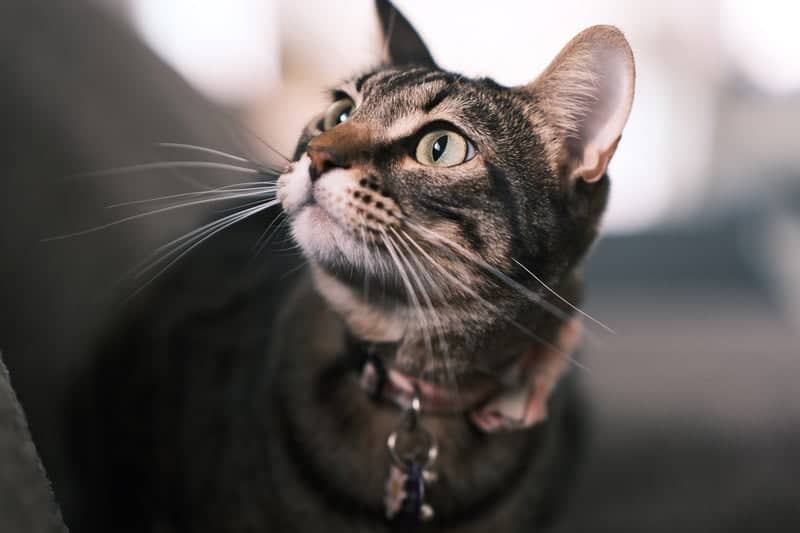 Menifee Indoor Pet Portrait Spot - Image 3