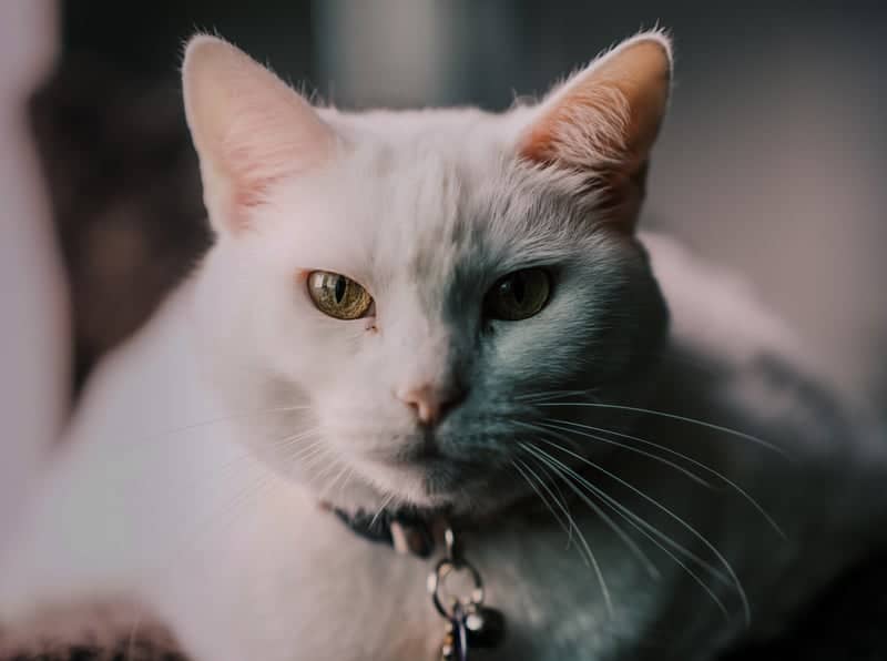 Menifee Indoor Pet Portrait Spot - Image 2