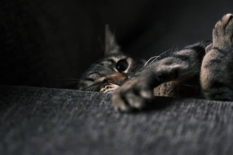 Menifee Indoor Pet Portrait Spot - Image 1