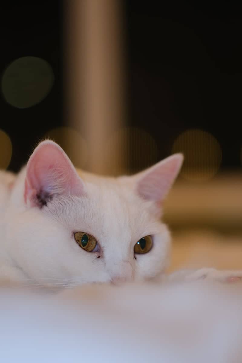 Menifee Indoor Pet Portrait Spot - Image 4