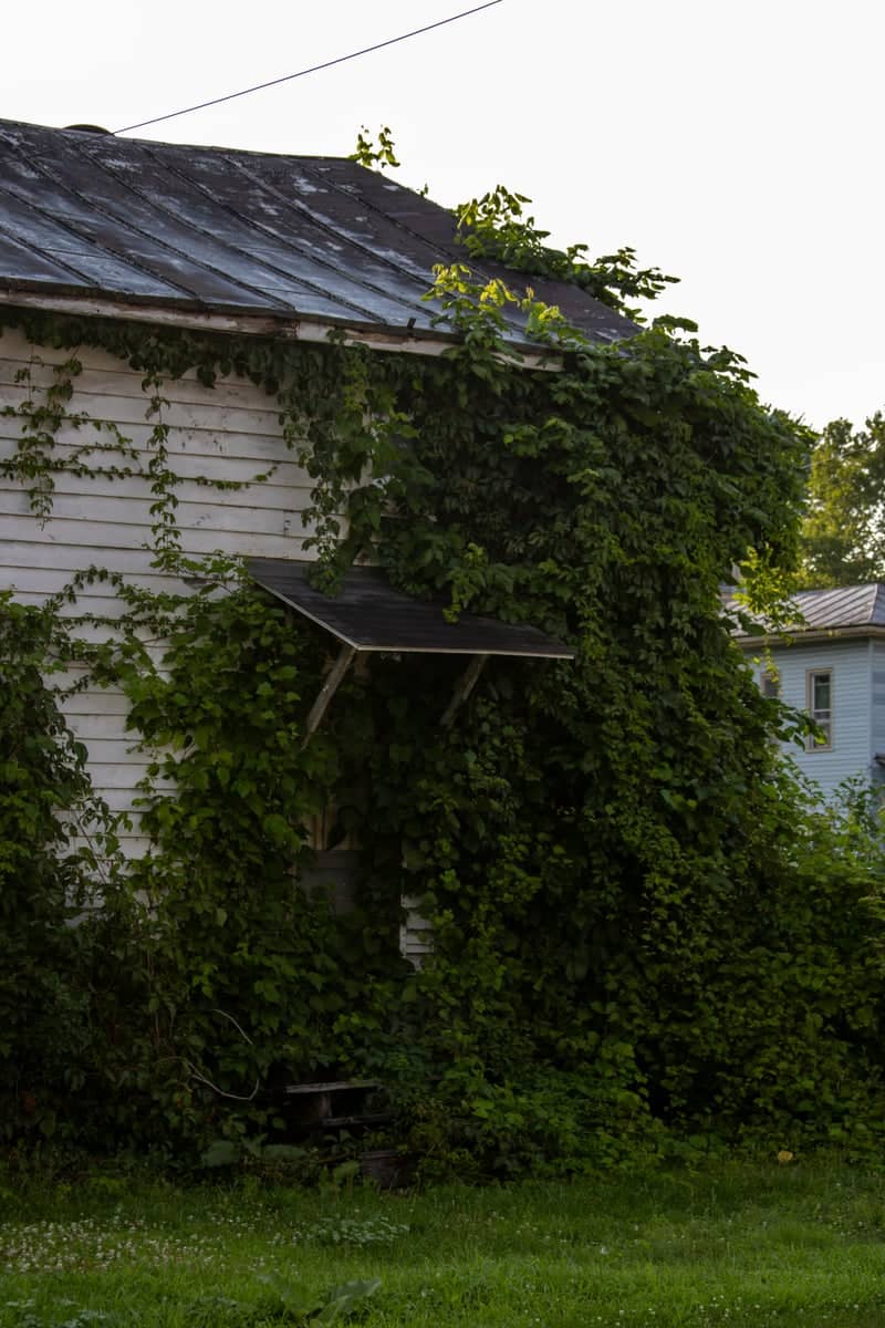 Overgrown White Cottage - Image 1