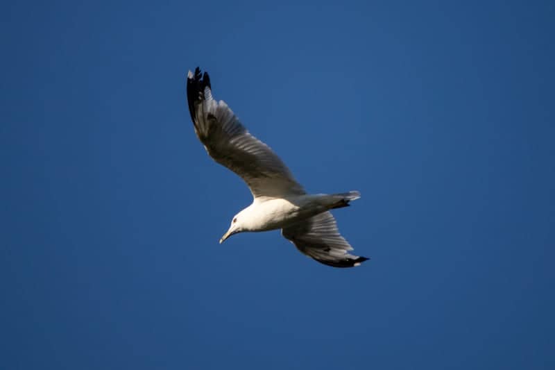 Clear Fork Reservoir - Image 5