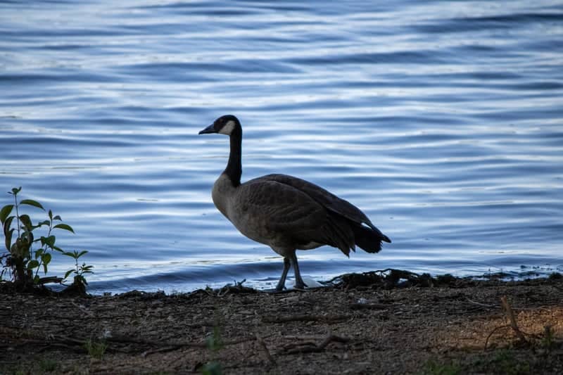 Clear Fork Reservoir - Image 3