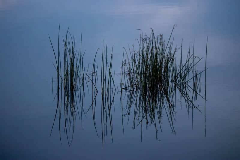 Amann Reservoir Reeds - Image 1