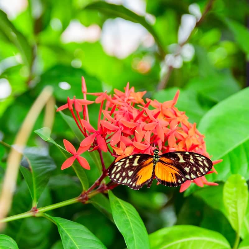 Tennessee Aquarium Butterfly Garden - Image 1