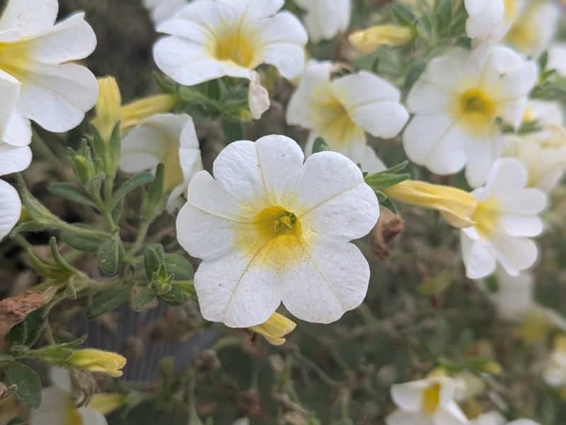 Cheyenne Floral Garden - Image 1
