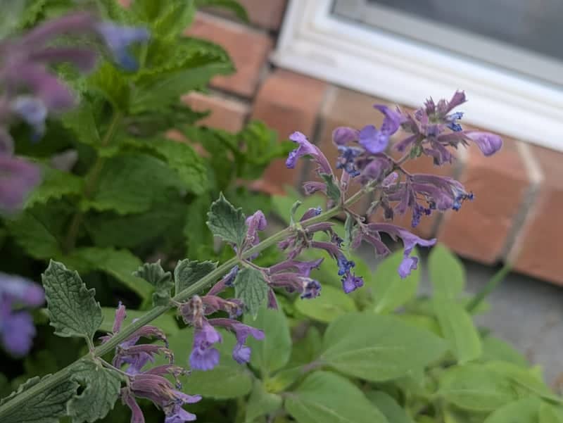 Cheyenne Garden Blooms - Image 1