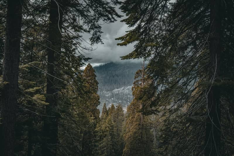 Sequoia National Park Forest Overlook - Image 1