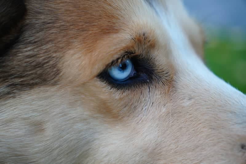 Pine Mountain Pet Portraits - Image 1