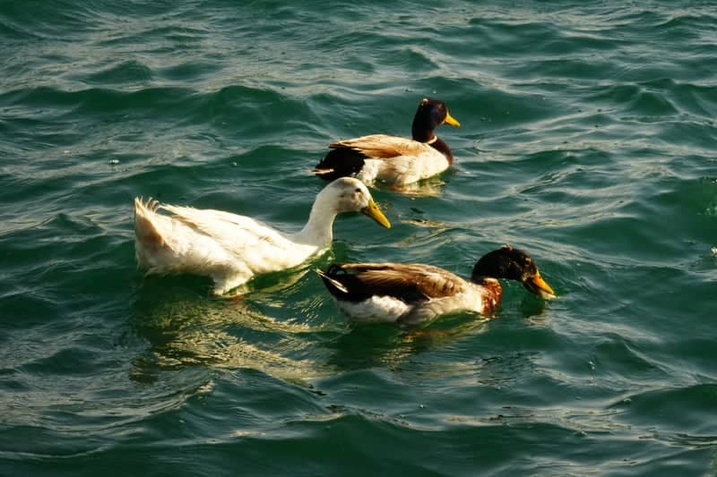 Surprise Community Lake - Image 1