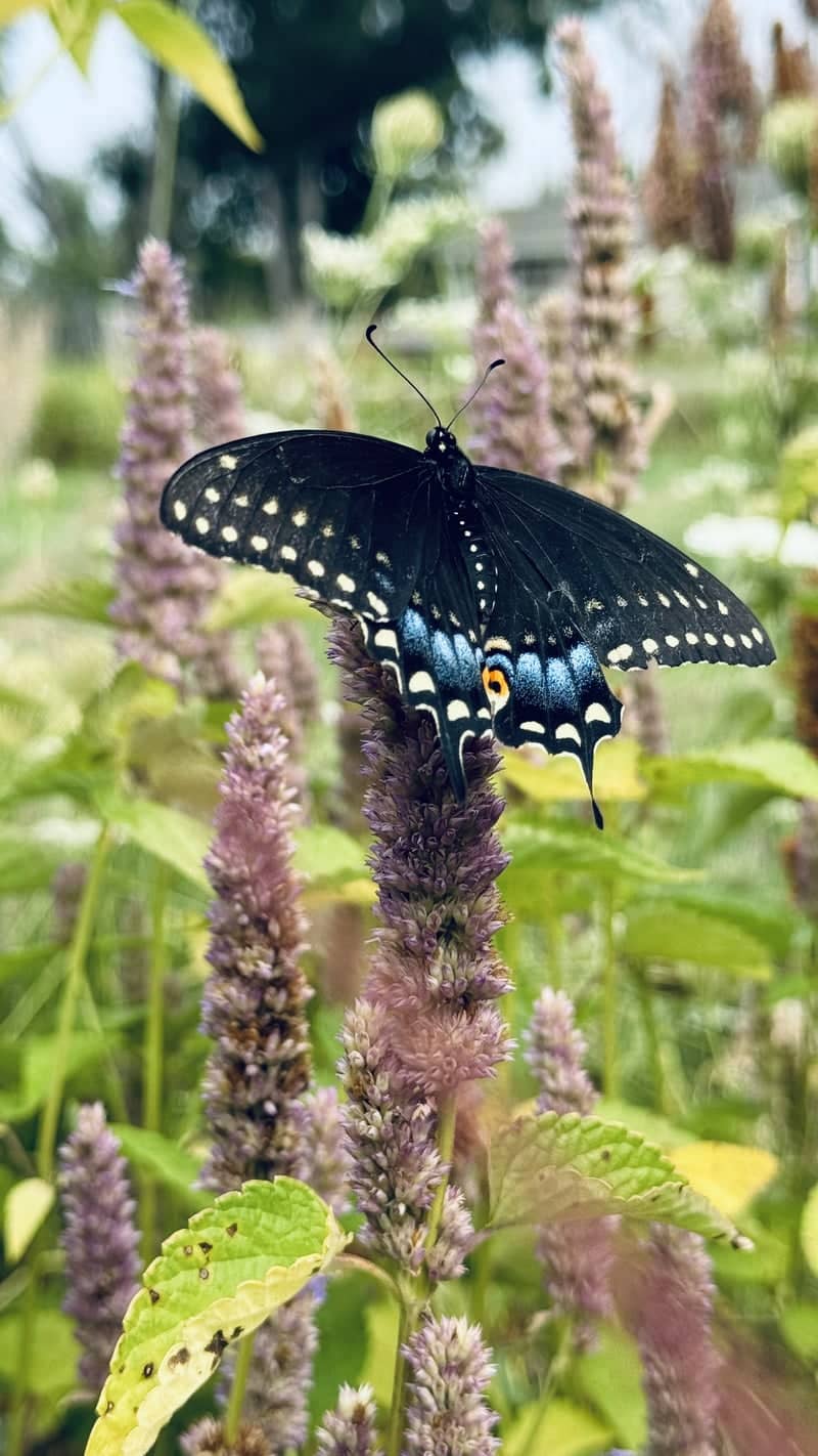 Cedar Rapids Prairie Garden - Image 1