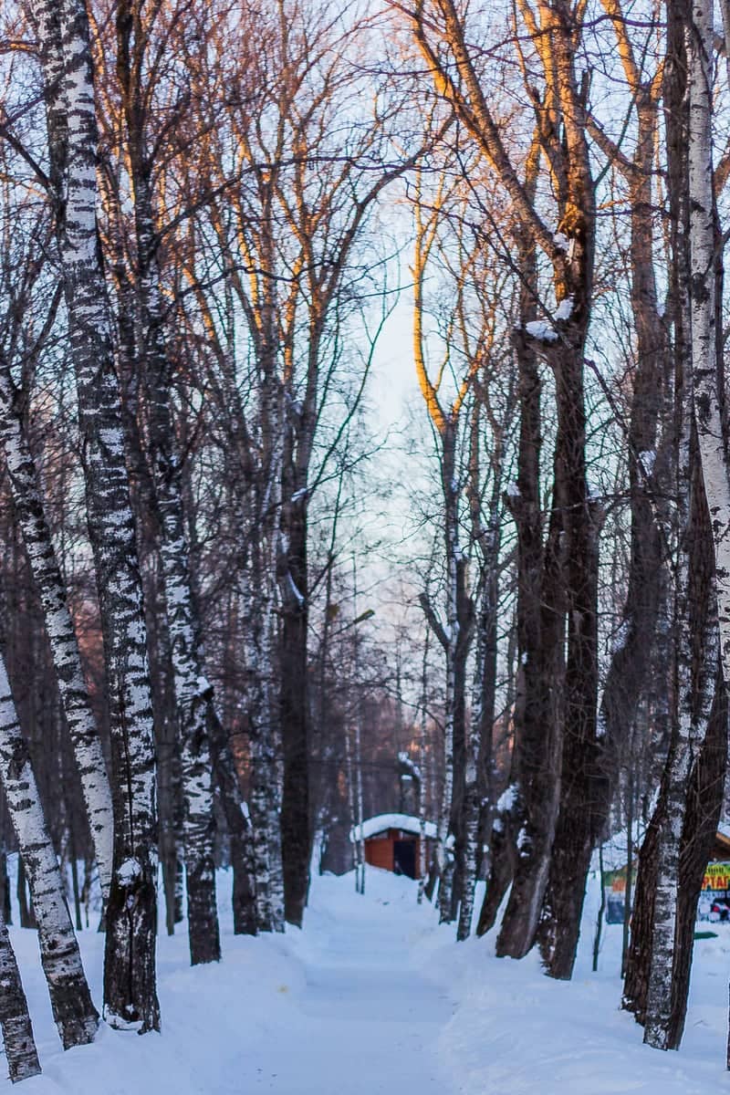 Syktyvkar Winter Birch Alley - Image 1