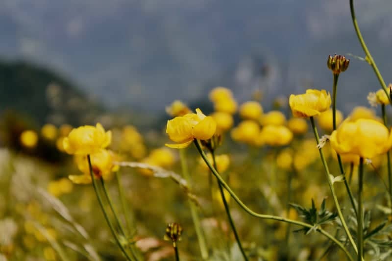 Piani dei Resinelli Wildflower Meadows - Image 1