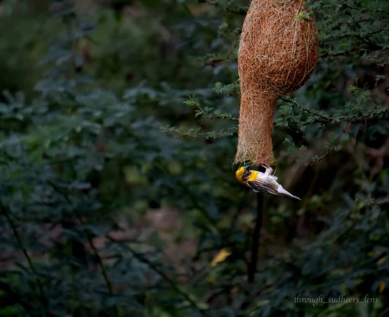 Baya Weaver Nesting Site, Hyderabad - Image 1