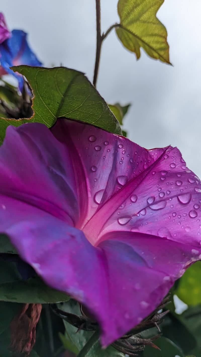 Ooty Botanical Gardens - Image 1