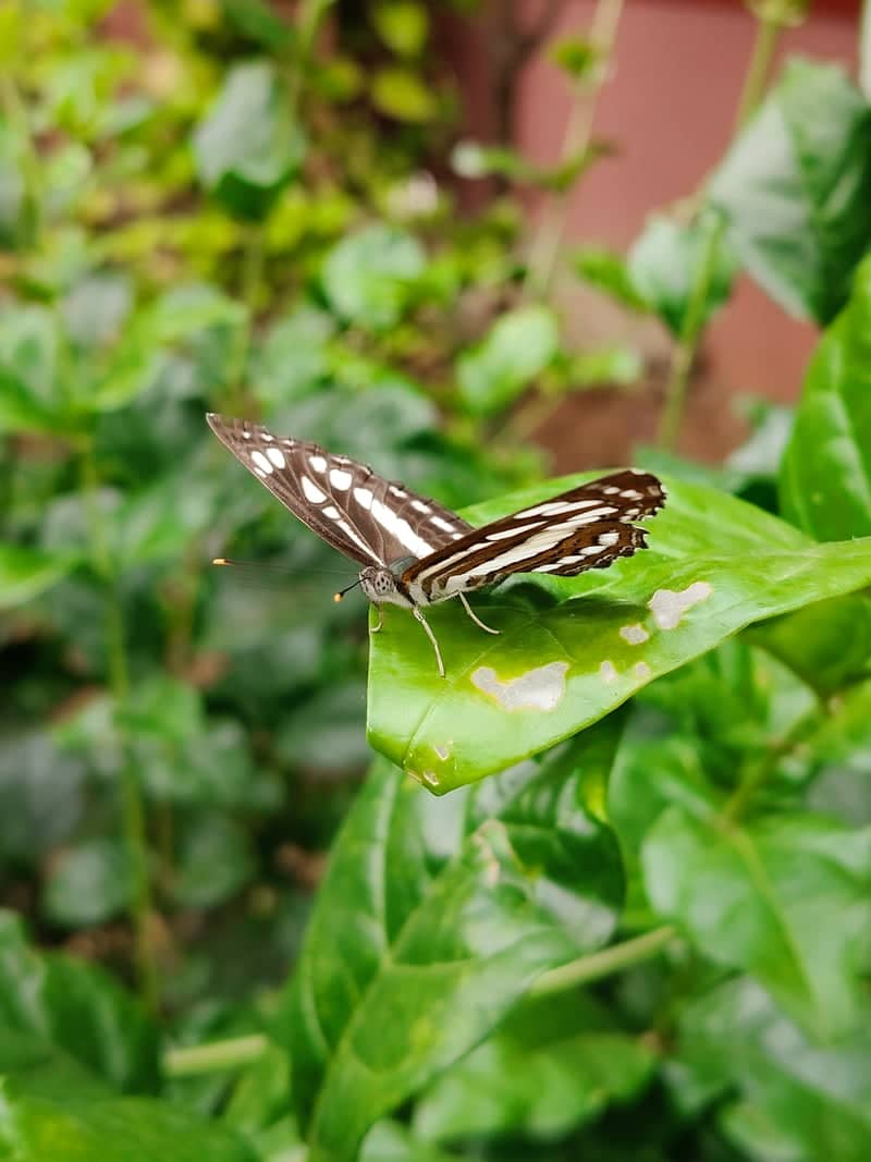 Channapatna Garden Macro Spot - Image 1