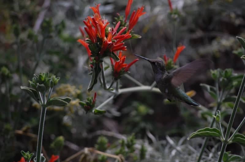 Los Angeles County Arboretum and Botanic Garden - Image 1