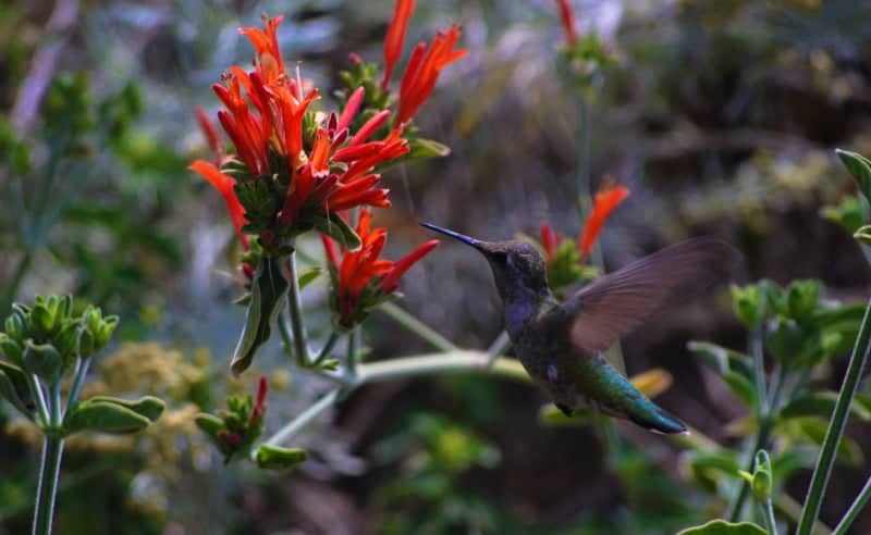 Los Angeles County Arboretum and Botanic Garden - Image 1