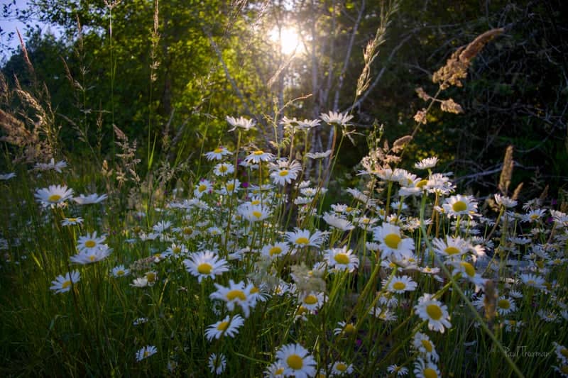 McCormick Creek Wildflower Meadow - Image 1