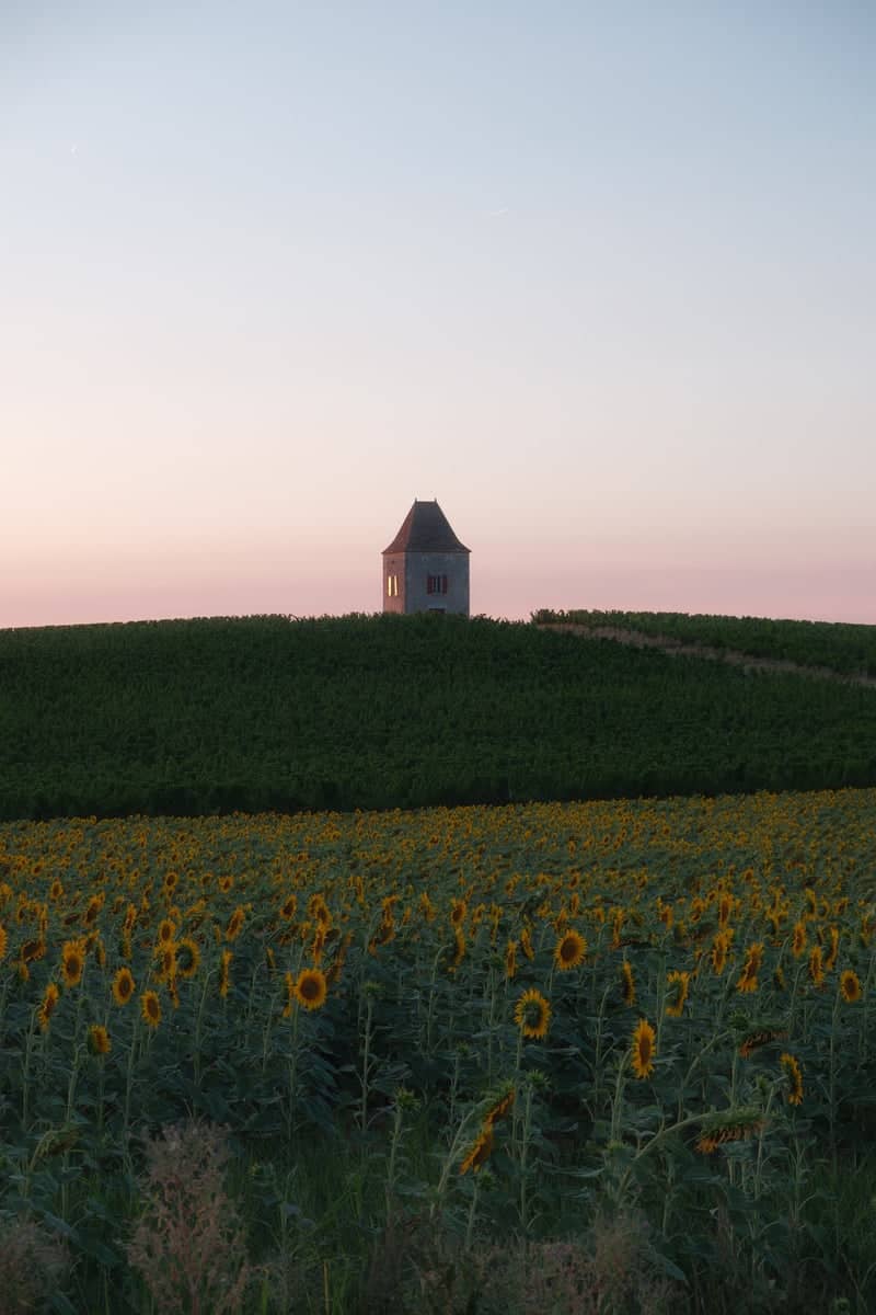 Duras Sunflower Fields and Vineyard Tower - Image 1
