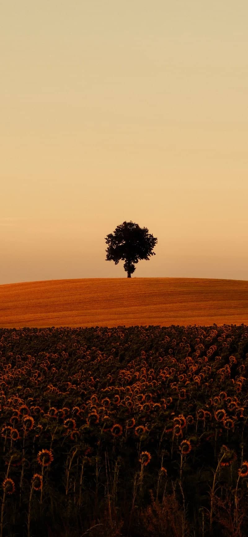 Lone Tree and Sunflower Fields of Saint-Sernin - Image 1