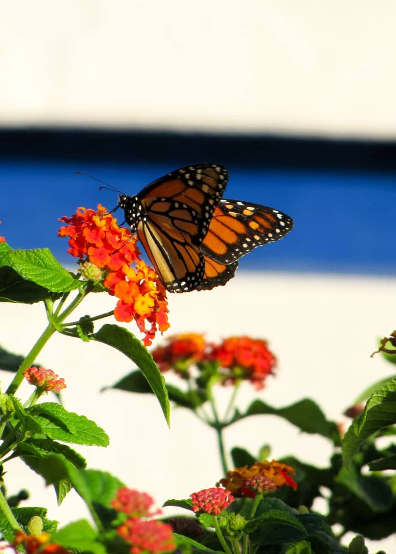 Mesquite Garden Butterfly Spot - Image 1