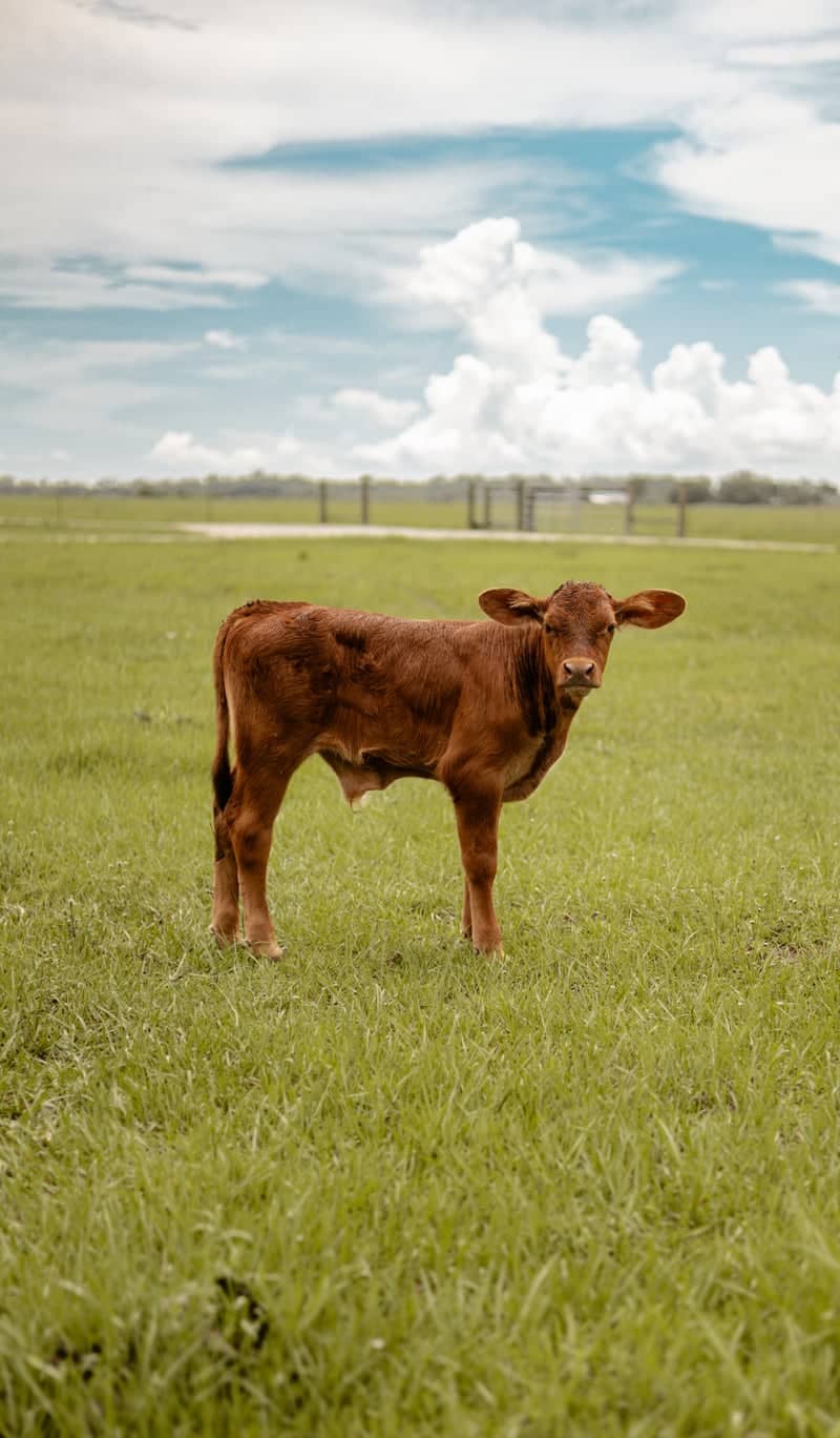 Labelle Cattle Pasture - Image 1