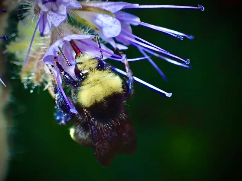 Oregon City Garden Macro - Image 1