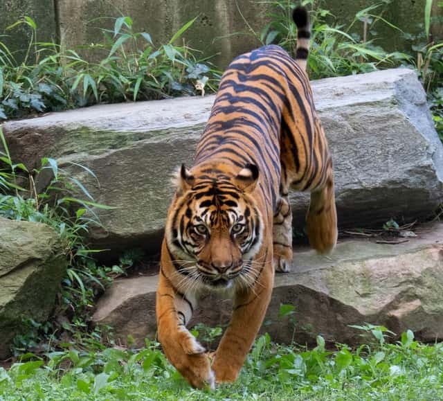 Smithsonian National Zoological Park